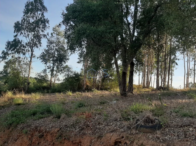 Terreno para Venda em Aguas Belas Foto 29