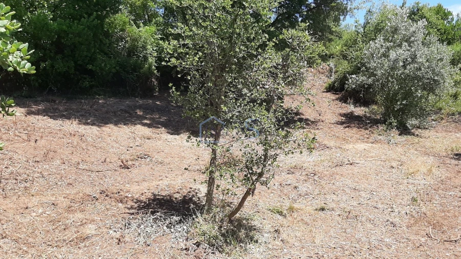 Terreno para Venda em Aguas Belas Foto 22