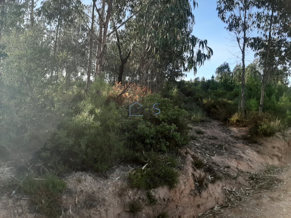 Terreno para Venda em Aguas Belas Foto 32