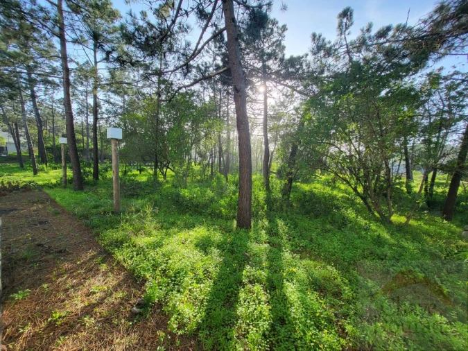 Negócio para Venda em Quiaios Foto 29