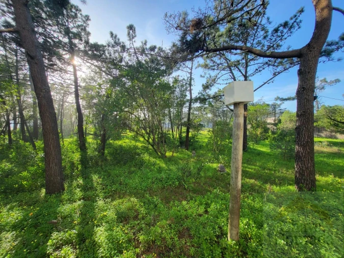 Negócio para Venda em Quiaios Foto 30