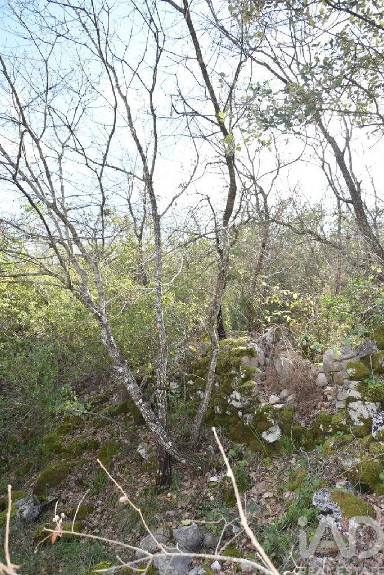 Terreno para Venda em Chãos Foto 16