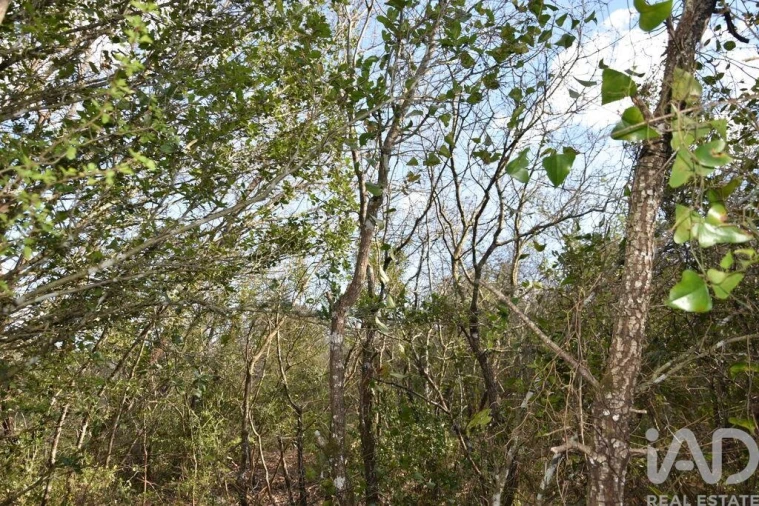 Terreno para Venda em Chãos Foto 6