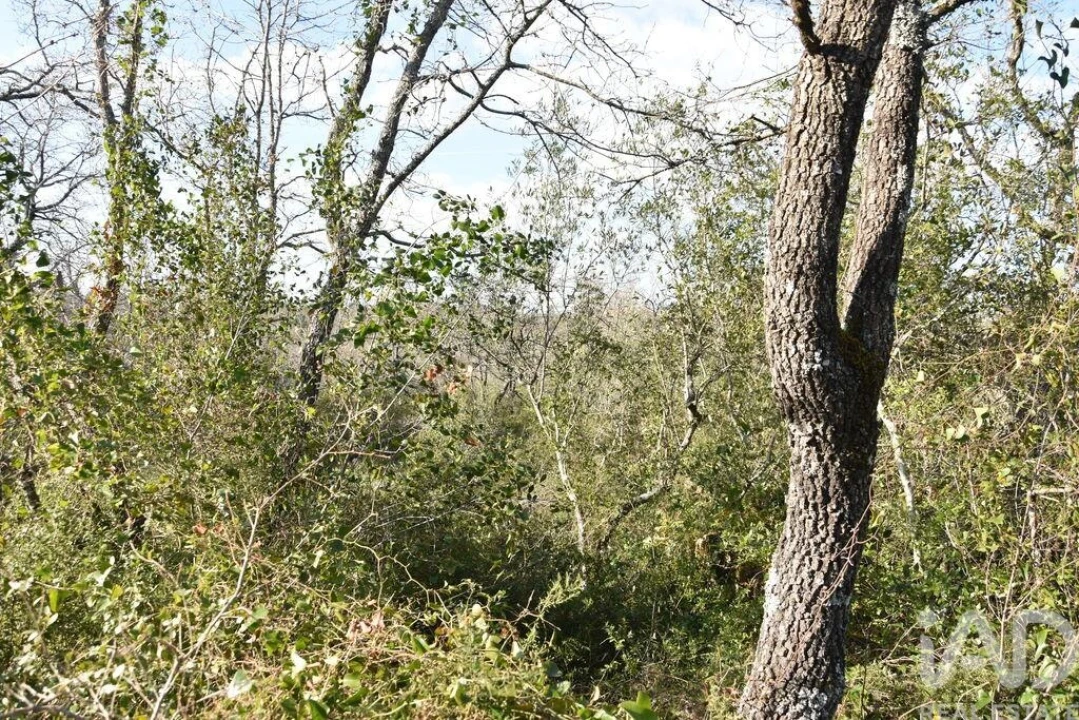 Terreno para Venda em Chãos Foto 22