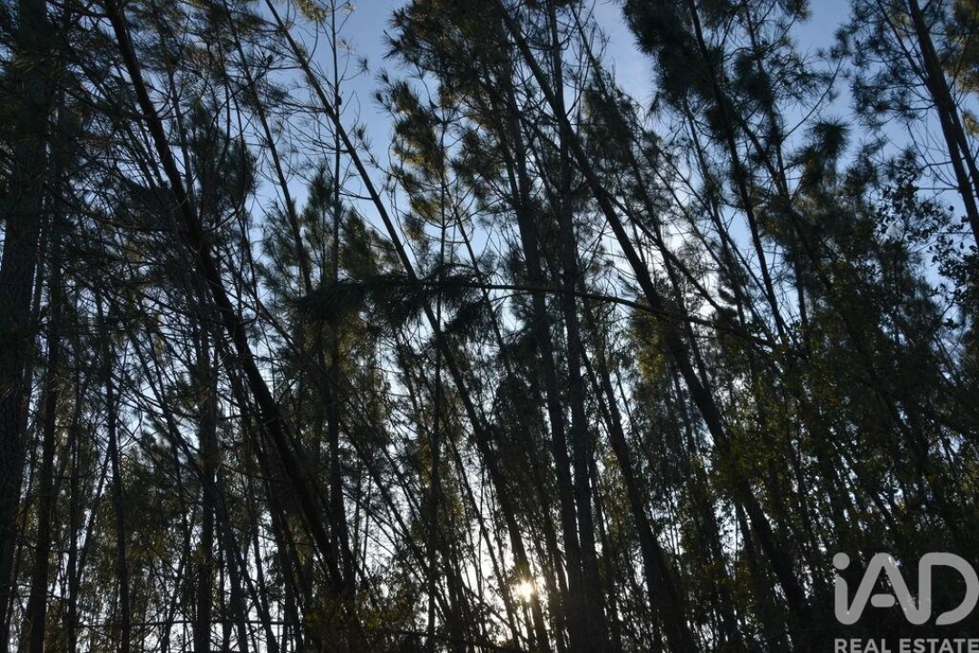 Terreno para Venda em Chãos Foto 20