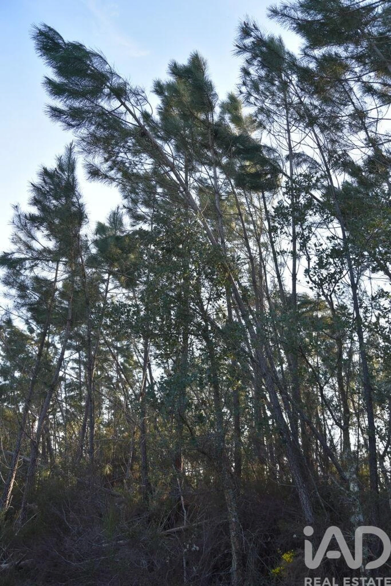 Terreno para Venda em Chãos Foto 9