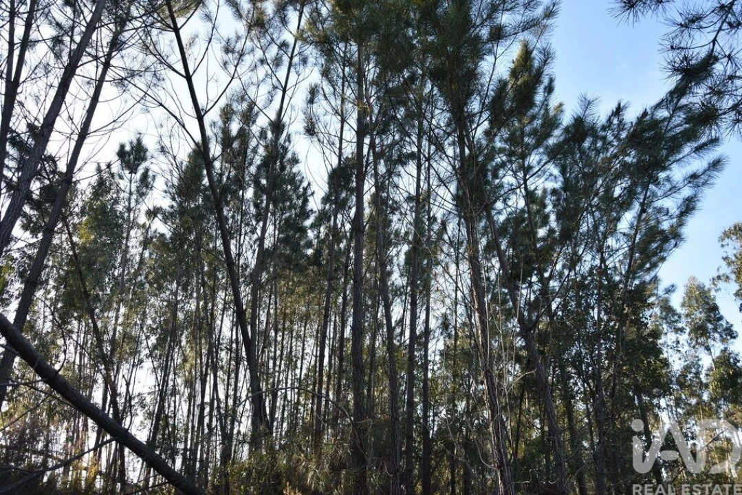 Terreno para Venda em Chãos Foto 18