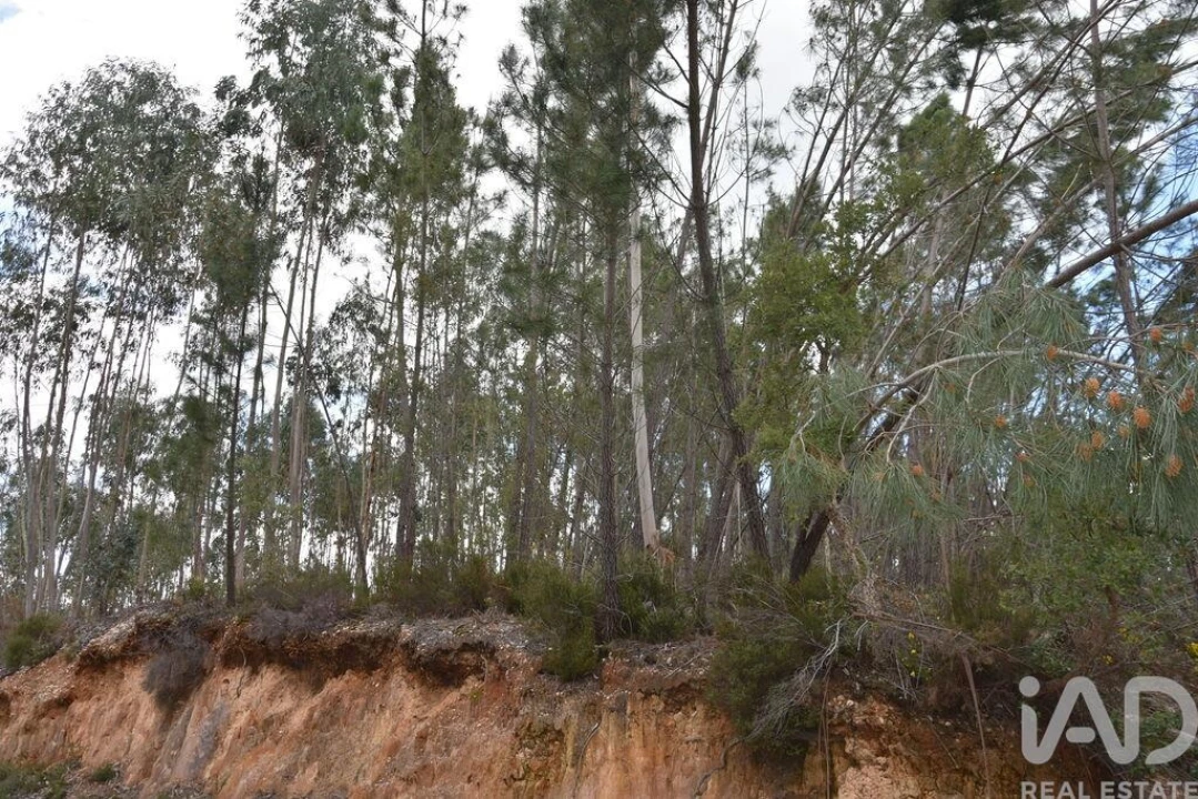 Terreno para Venda em Chãos Foto 24