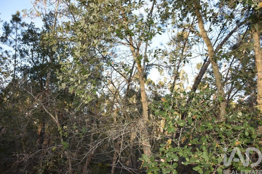 Terreno para Venda em Chãos Foto 5