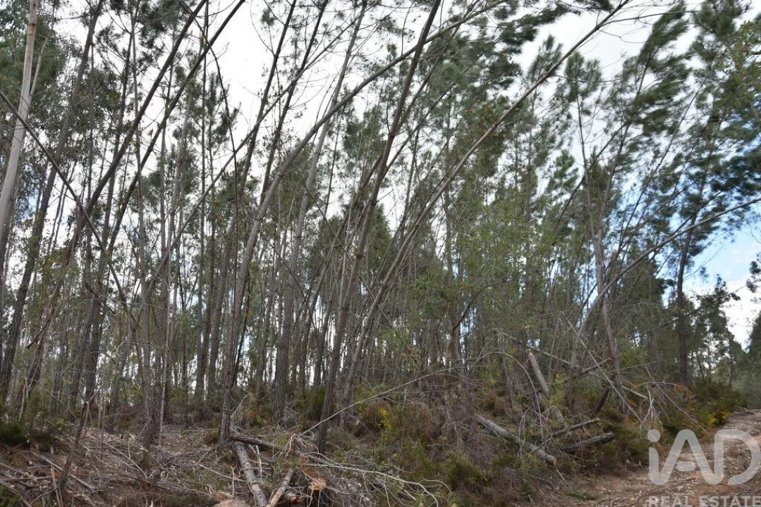 Terreno para Venda em Chãos Foto 22