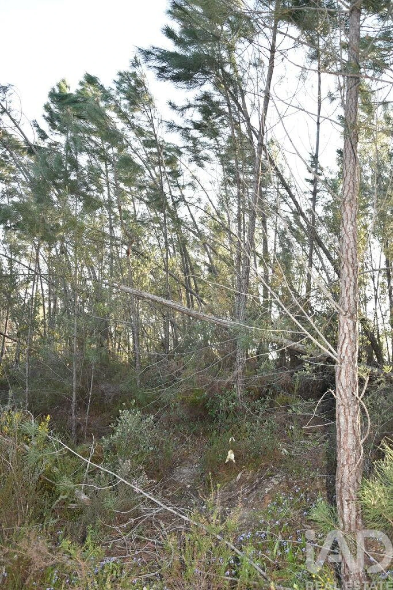 Terreno para Venda em Chãos Foto 14