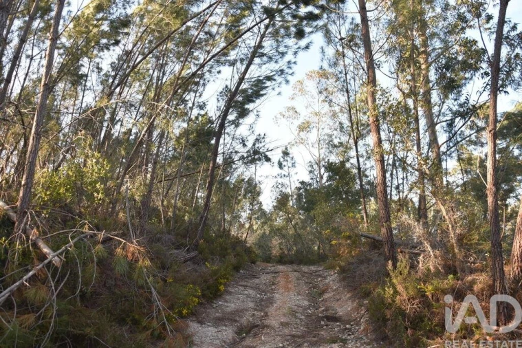 Terreno para Venda em Chãos Foto 2