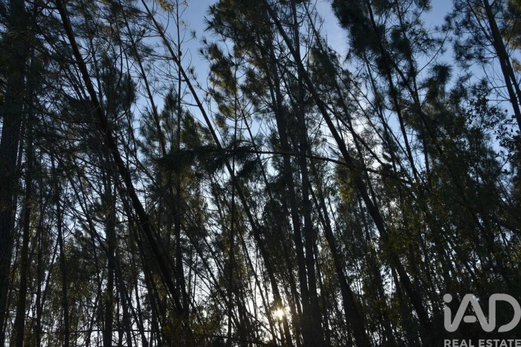 Terreno para Venda em Chãos Foto 20