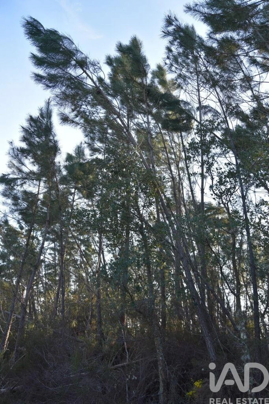 Terreno para Venda em Chãos Foto 9