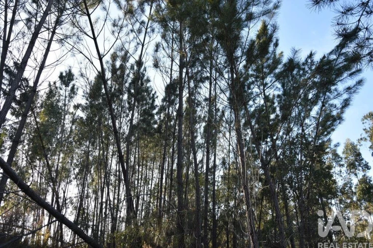 Terreno para Venda em Chãos Foto 18