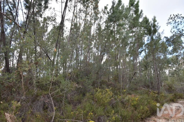 Terreno para Venda em Chãos Foto 23