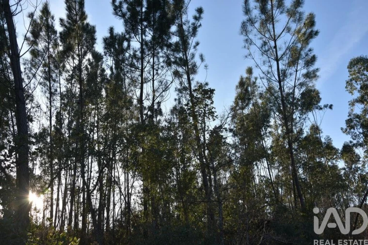 Terreno para Venda em Chãos Foto 19