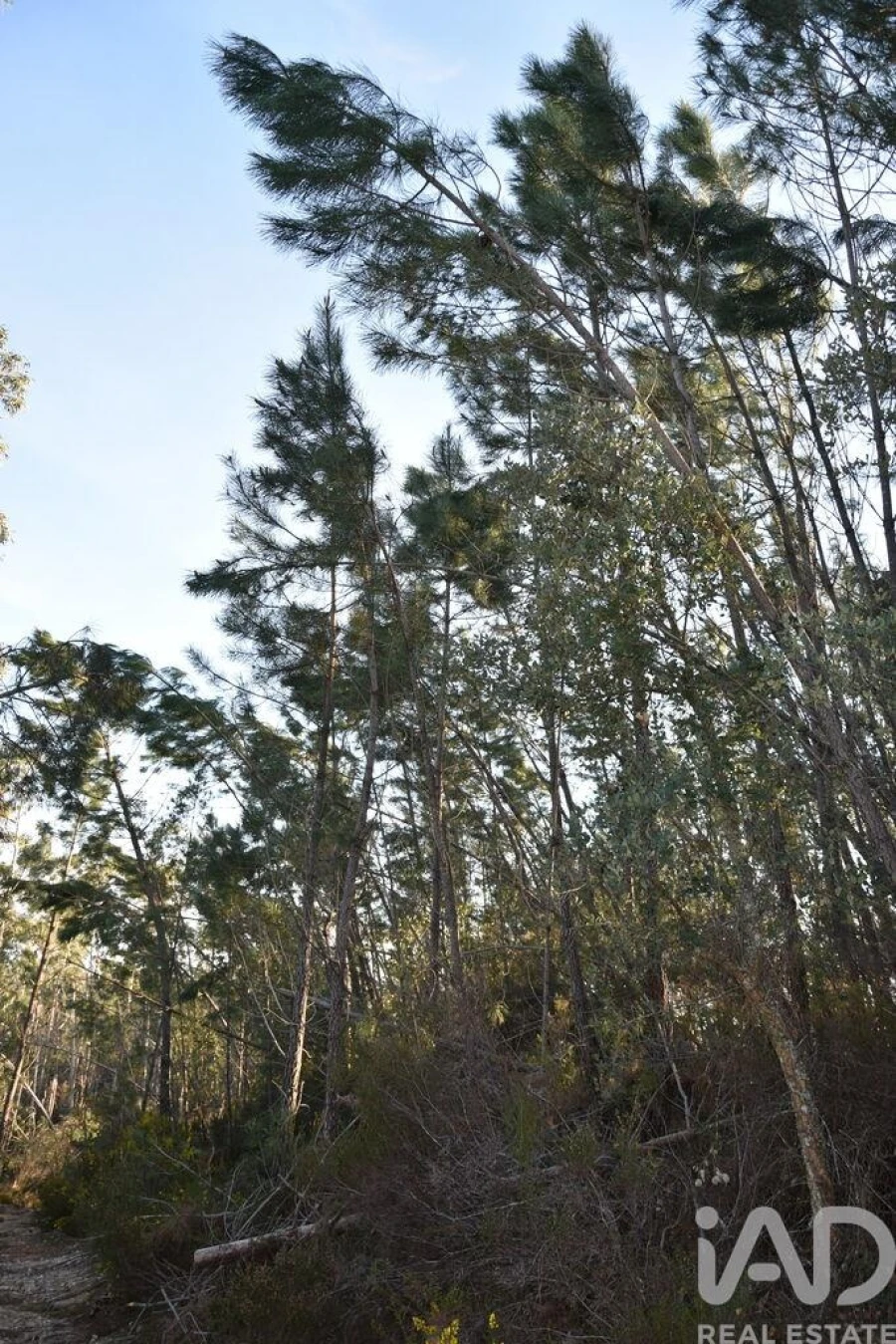 Terreno para Venda em Chãos Foto 11