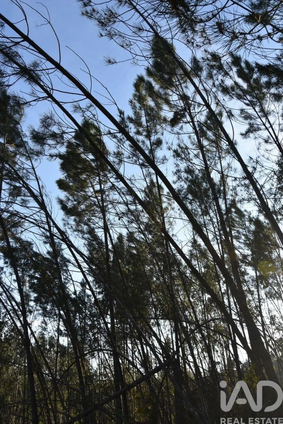 Terreno para Venda em Chãos Foto 17