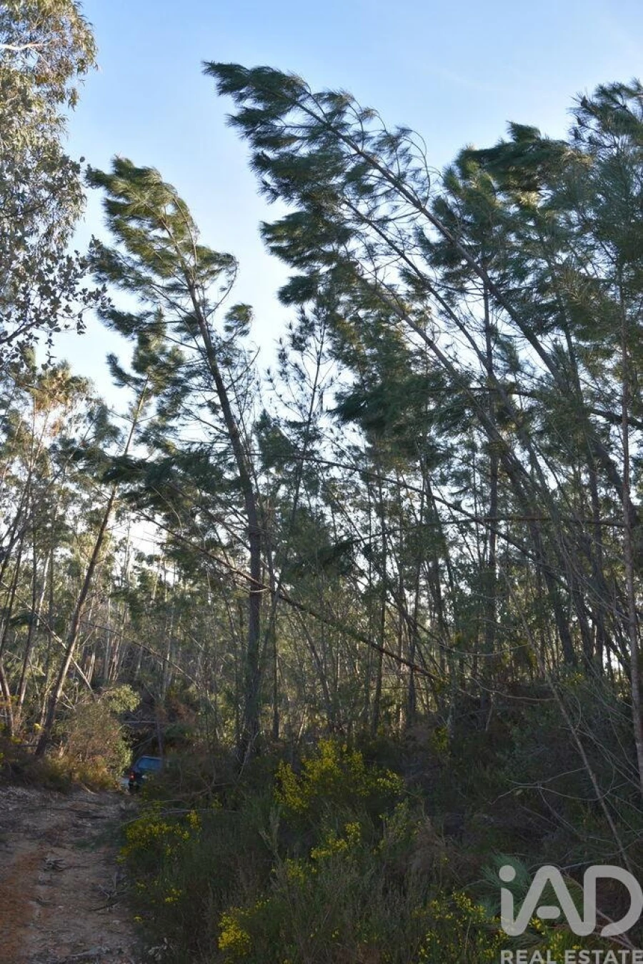 Terreno para Venda em Chãos Foto 15