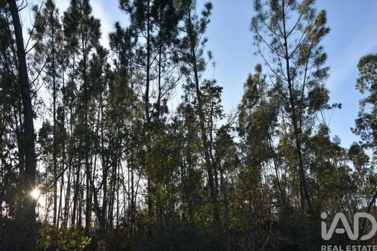 Terreno para Venda em Chãos Foto 21