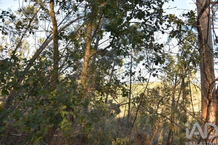 Terreno para Venda em Chãos Foto 4