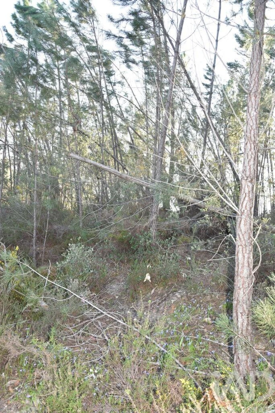 Terreno para Venda em Chãos Foto 13