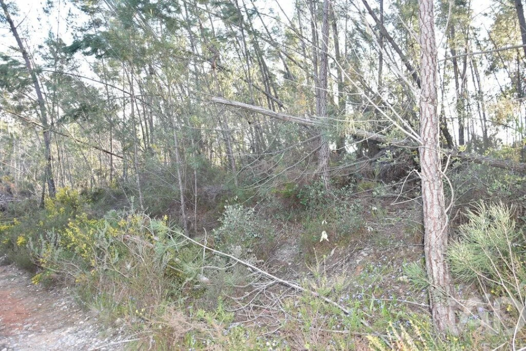 Terreno para Venda em Chãos Foto 8