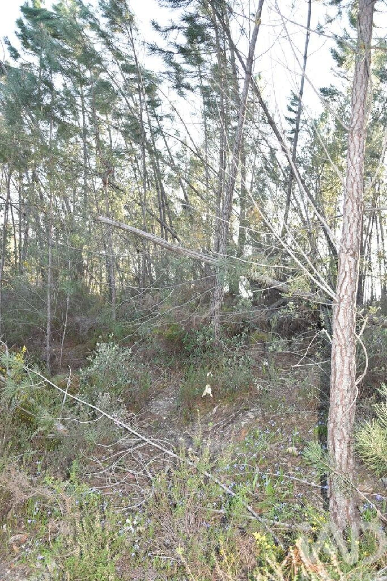 Terreno para Venda em Chãos Foto 13
