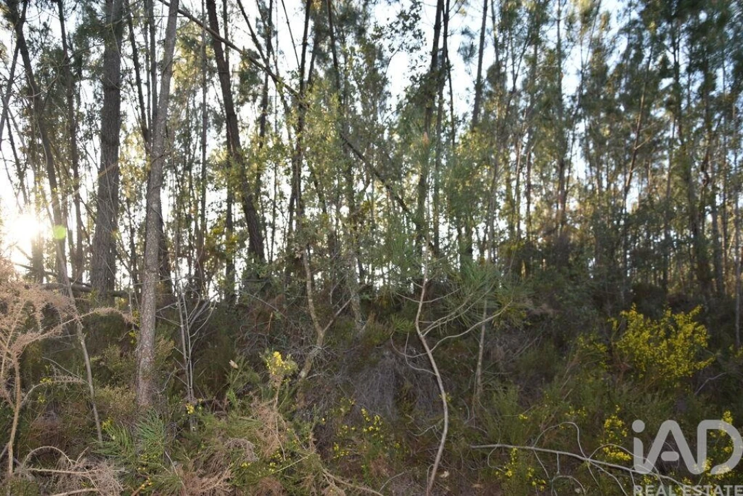 Terreno para Venda em Chãos Foto 6
