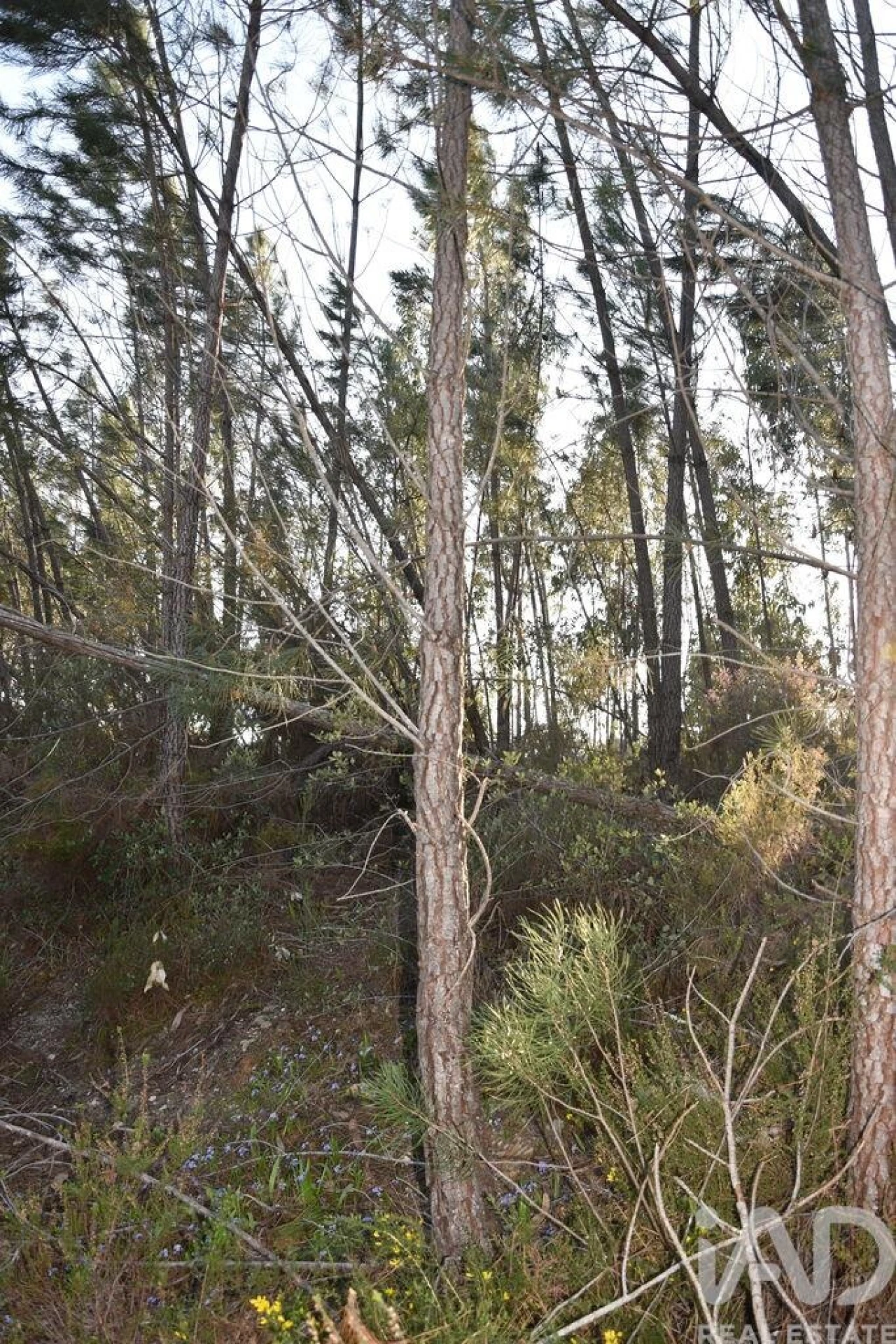 Terreno para Venda em Chãos Foto 12