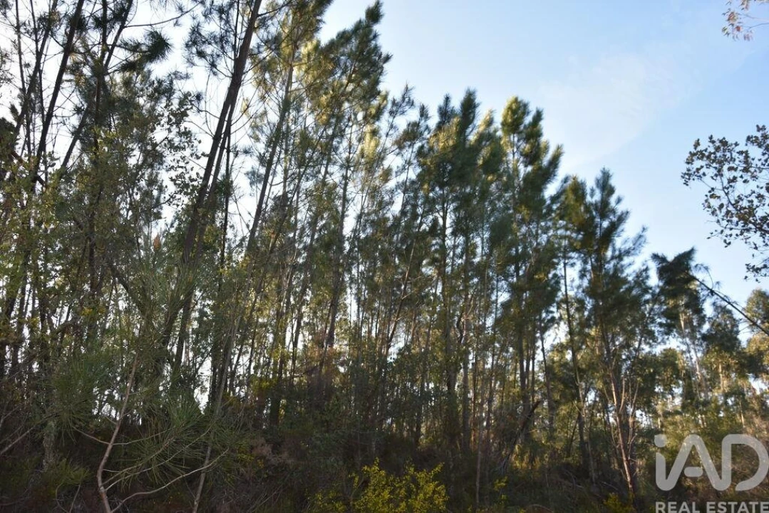 Terreno para Venda em Chãos Foto 7