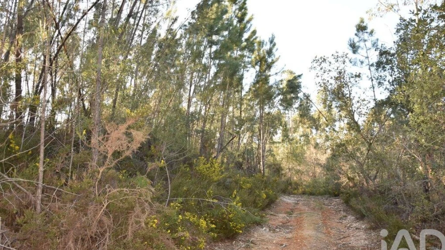 Terreno para Venda em Chãos