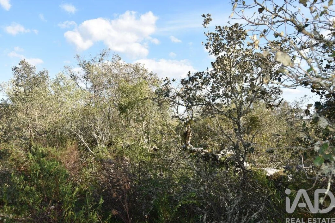 Terreno para Venda em Chãos Foto 13