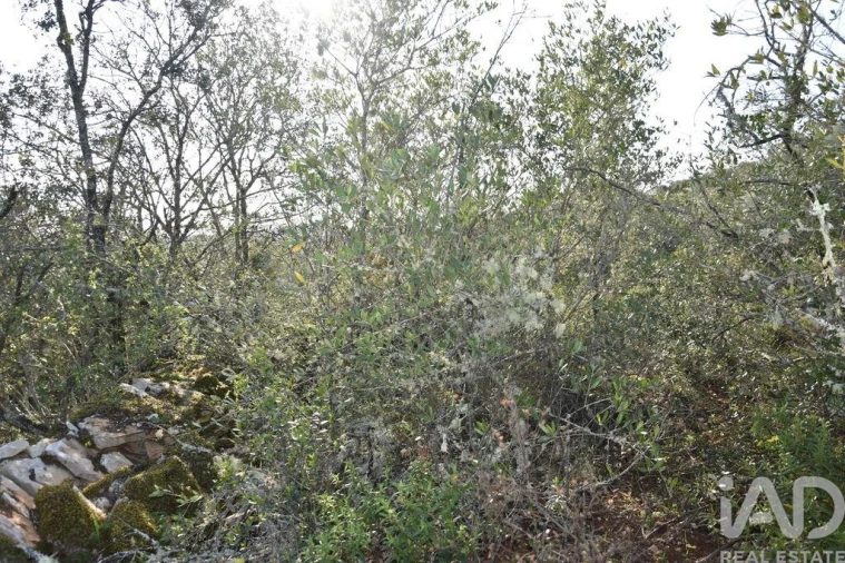 Terreno para Venda em Chãos Foto 4