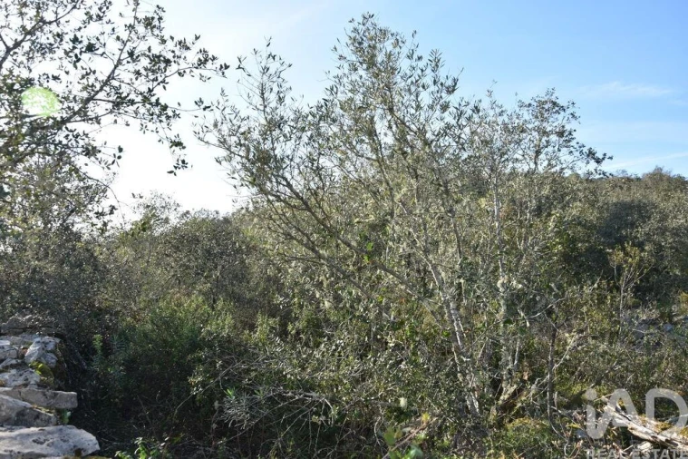 Terreno para Venda em Chãos Foto 2