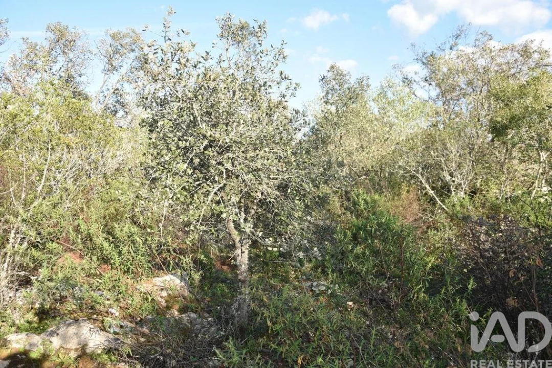 Terreno para Venda em Chãos Foto 14