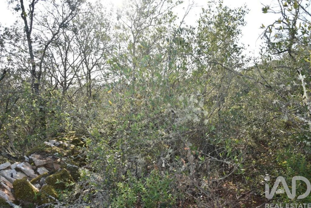 Terreno para Venda em Chãos Foto 4