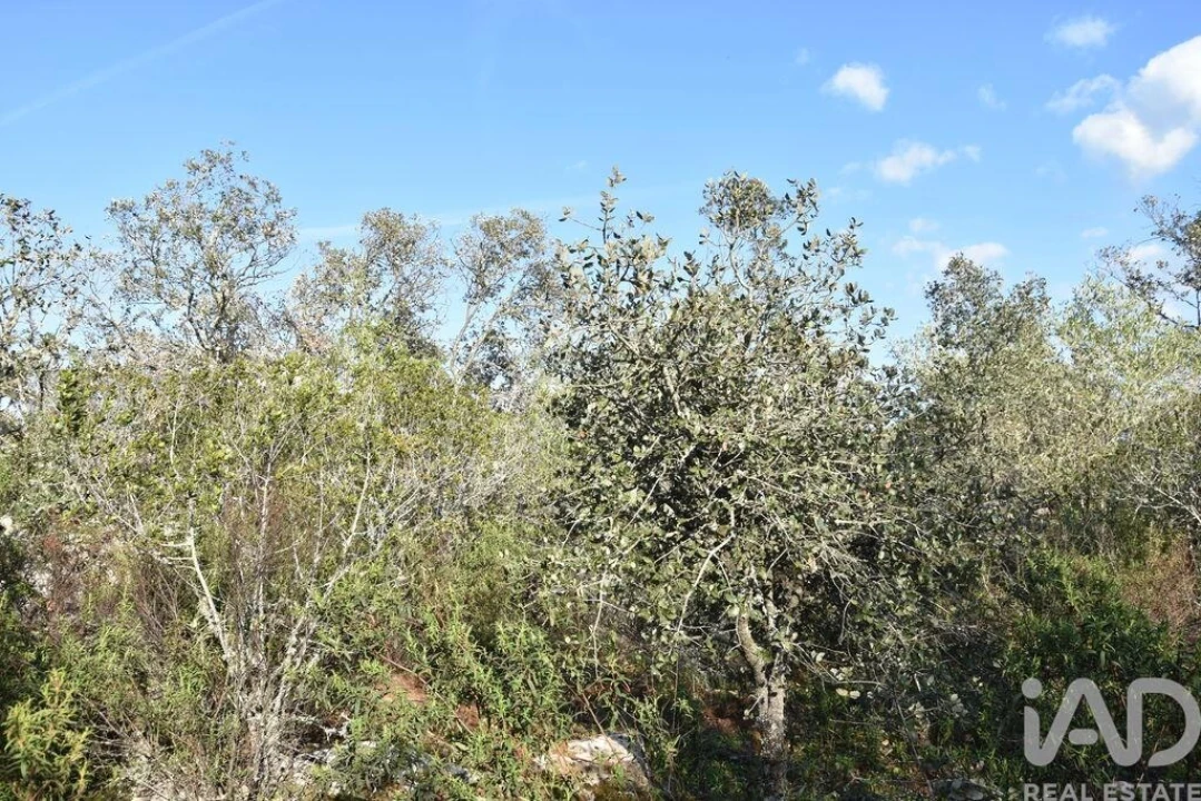 Terreno para Venda em Chãos Foto 5
