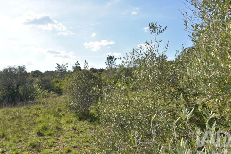 Terreno para Venda em Chãos Foto 15
