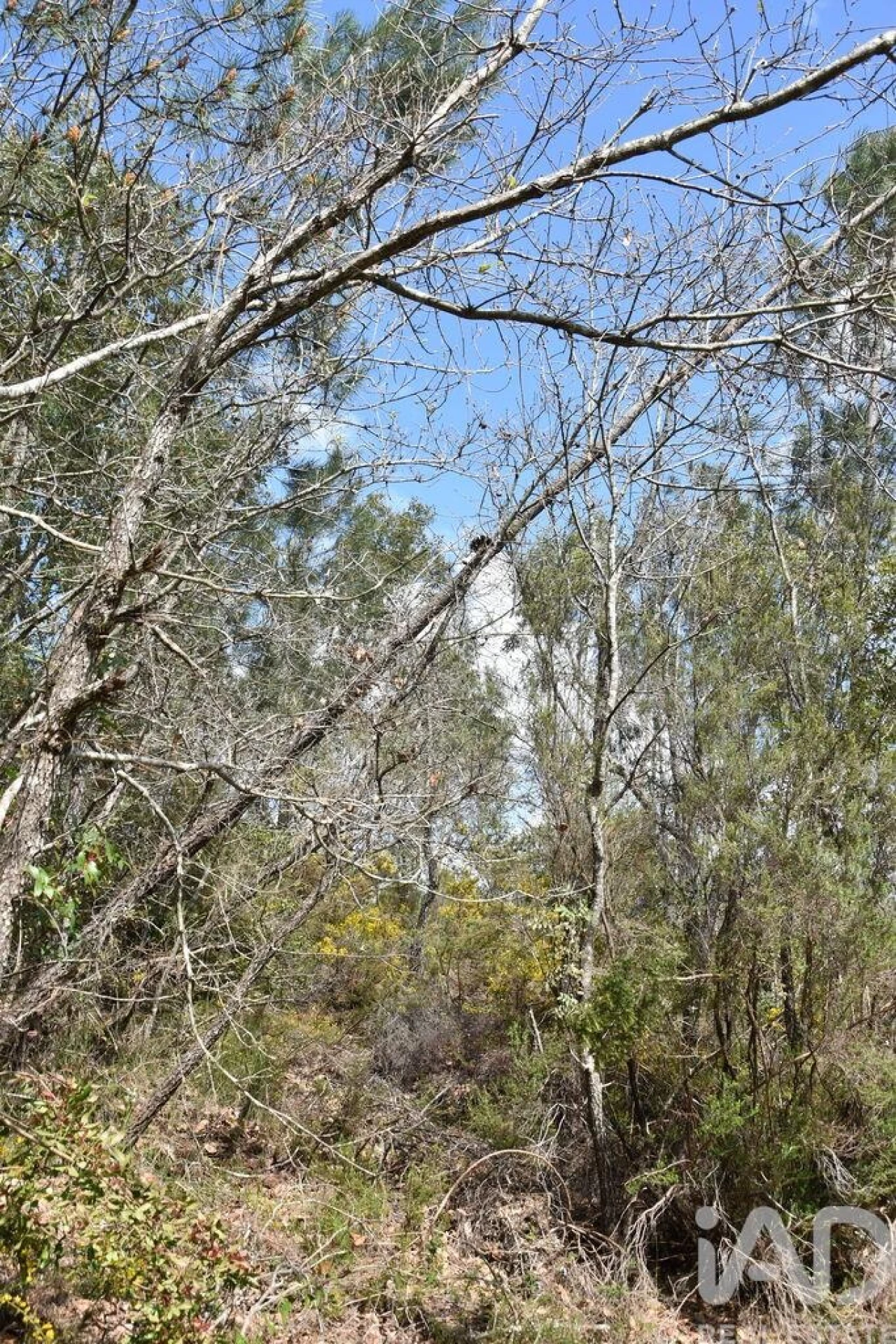 Terreno para Venda em Chãos Foto 24