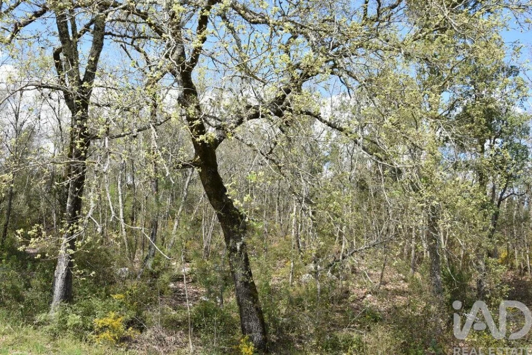 Terreno para Venda em Chãos Foto 7