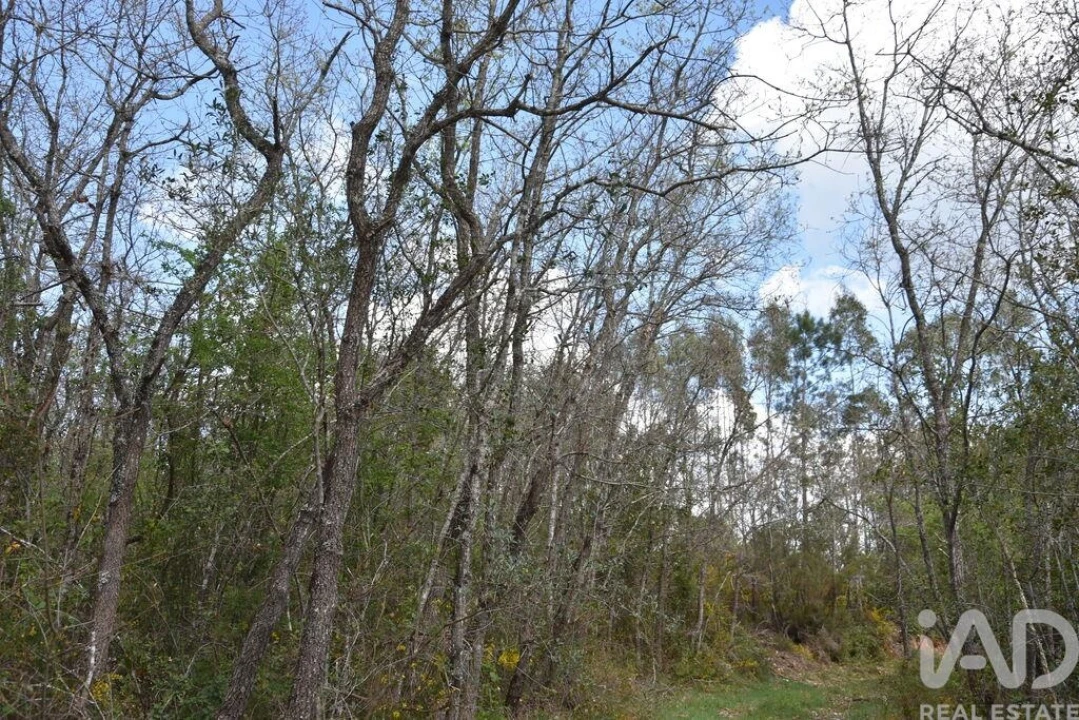 Terreno para Venda em Chãos Foto 19