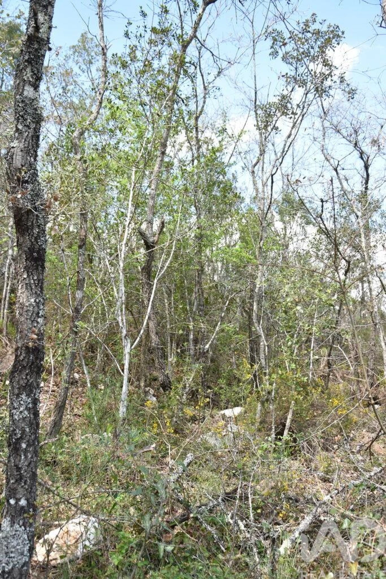 Terreno para Venda em Chãos Foto 21