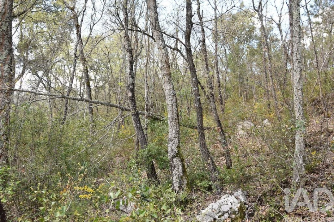 Terreno para Venda em Chãos Foto 16