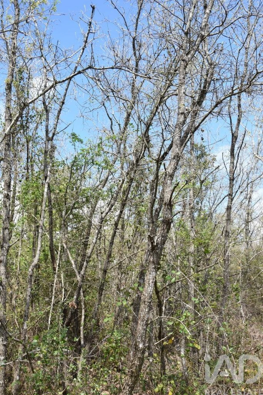 Terreno para Venda em Chãos Foto 22
