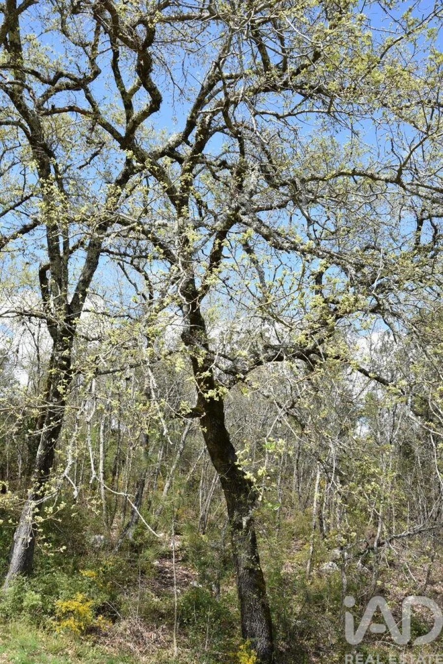 Terreno para Venda em Chãos Foto 27