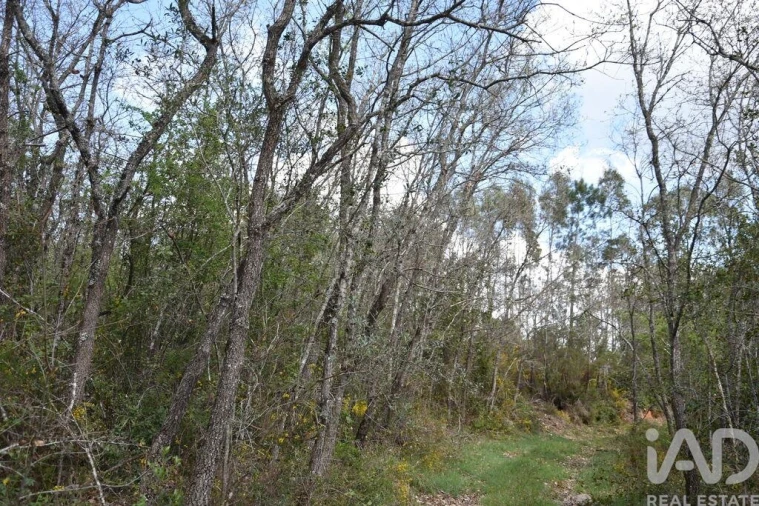 Terreno para Venda em Chãos Foto 18