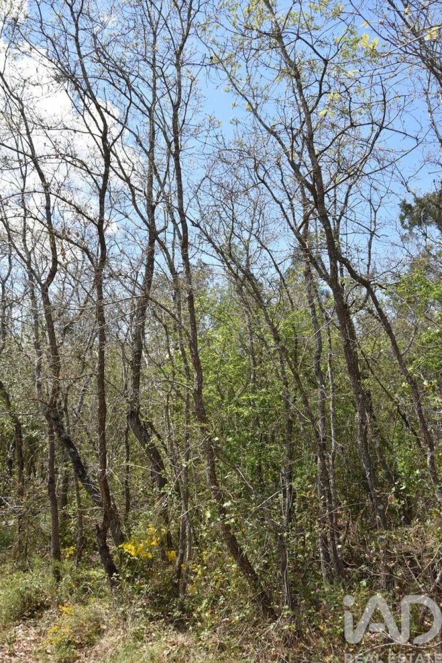 Terreno para Venda em Chãos Foto 25