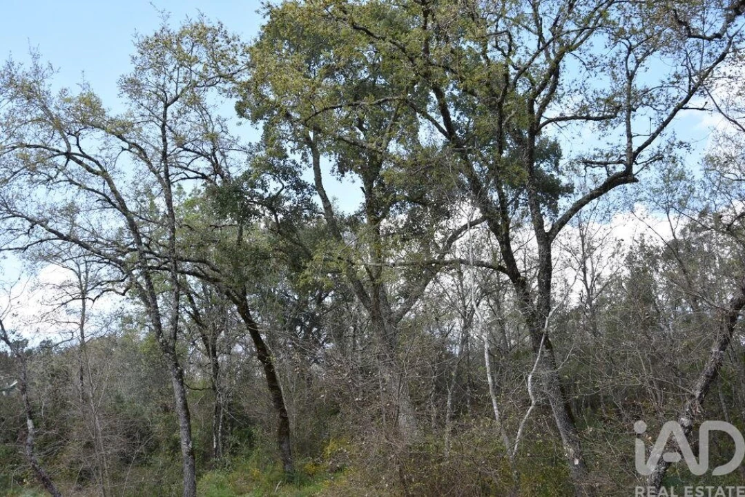 Terreno para Venda em Chãos Foto 12
